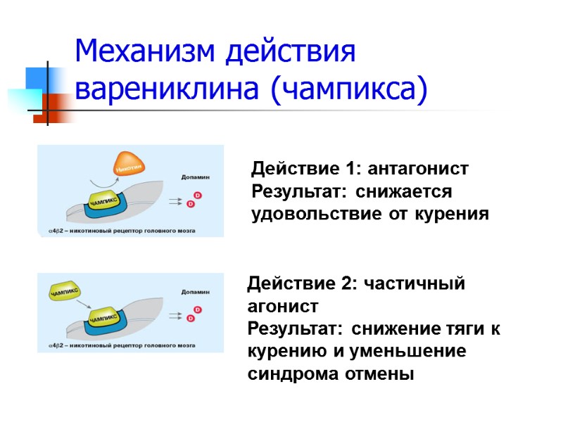 Механизм действия варениклина (чампикса) Действие 2: частичный агонист Результат: снижение тяги к курению и